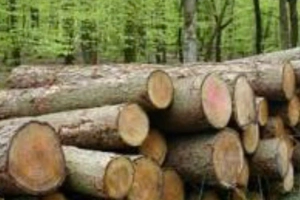 Acacia Wood
