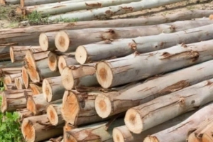 Eucalyptus Wood