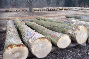 Ash Wood