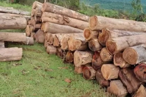 Teak Wood