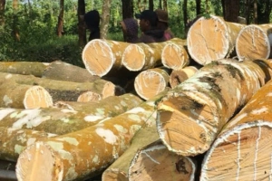 Rubber Wood