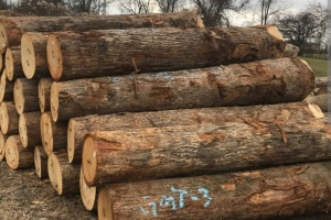Oak Wood