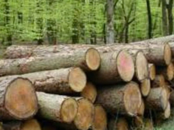 Acacia Wood