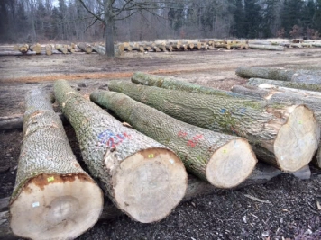 Ash Wood