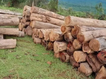 Teak Wood