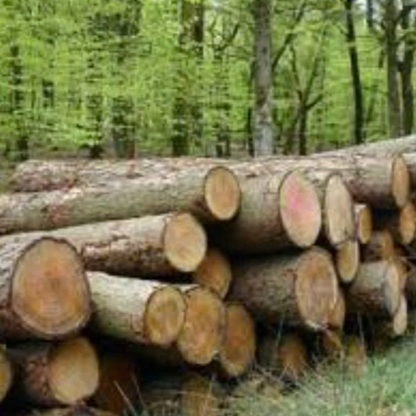 Acacia Wood