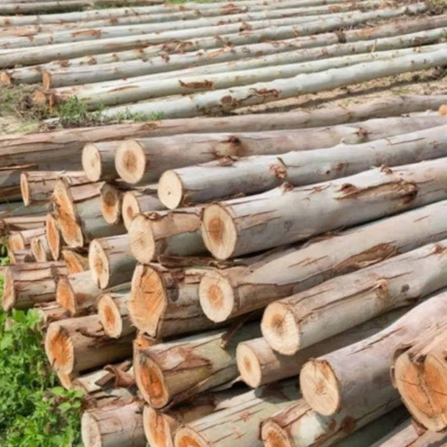 Eucalyptus Wood