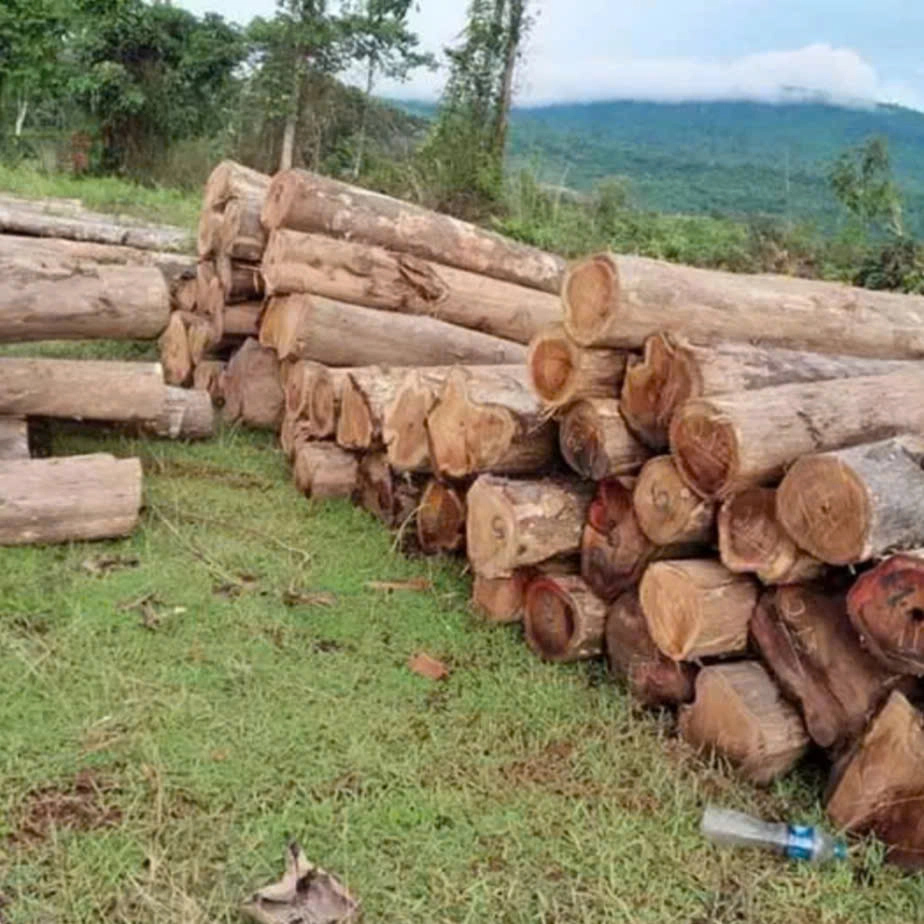 Teak Wood