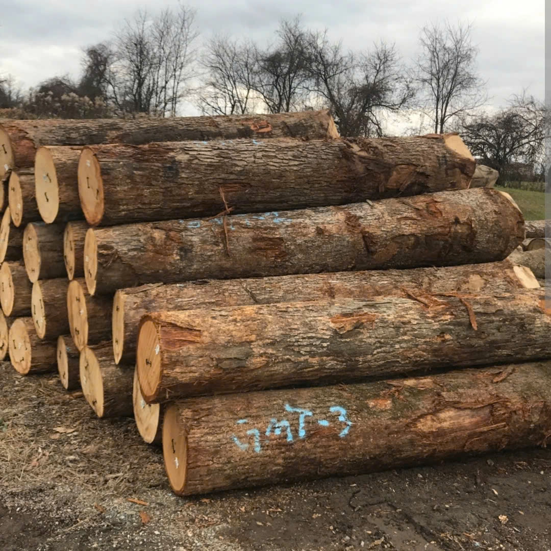 Oak Wood